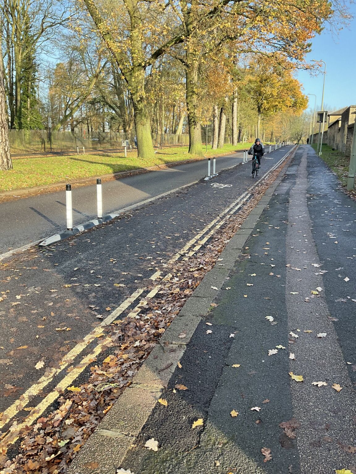 Cyclist riding along a segregated bike lane with flexible bollards on a tree-lined road covered with autumn leaves.